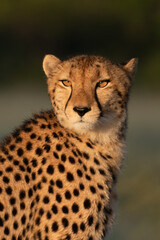 Cheetah walks through long grass in savannah Acinonyx jubatus