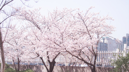 Fresh springtime with cherry blossoms  벚꽃이 있는 싱그러운 봄 날씨