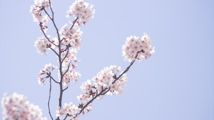 Fresh springtime with cherry blossoms  벚꽃이 있는 싱그러운 봄 날씨