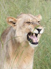 Beautiful Lion Caesar in the golden grass of Masai Mara, Kenya Panthera Leo.