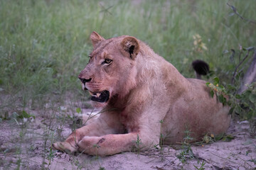 Beautiful Lion Caesar in the golden grass of Masai Mara, Kenya Panthera Leo.