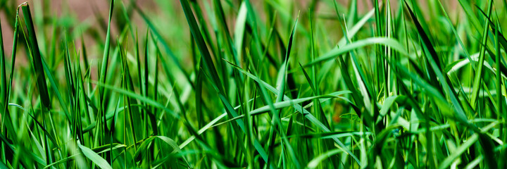 Close up of fresh thick grass with water drops in the early morning