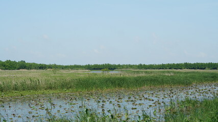 The grass land view full of the reeds and grass in autumn