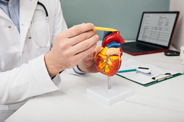Doctor showing a structure and anatomy of a human heart using a medical teaching model of a heart, pointing with a pen to aorta - obrazy, fototapety, plakaty