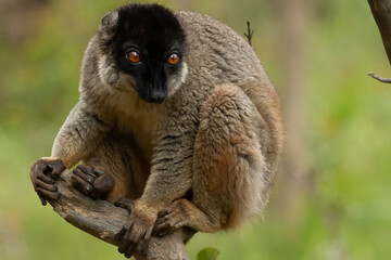 One little lemur on the branch of a tree in the rainforest Madagascar. © vaclav