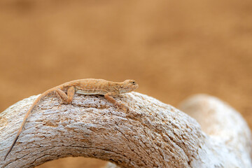 Spotted toad-headed Agama on a skull or bone