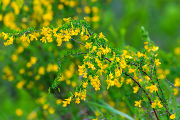 Yellow flower of Caragana sinica background