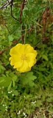 yellow  flower