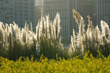 The white and soft reeds with the warm sunset sunlight and wind on them in autumn