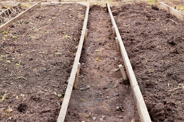 Freshly prepared raised vegetable bed on an allotment in rural place