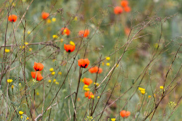 Red poppy flowers against the wild field