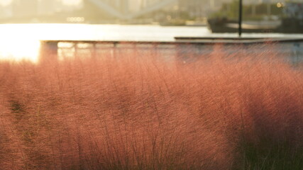 The pink reeds view with the warm sunset sunlight on them in autumn