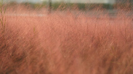 The pink reeds view with the warm sunset sunlight on them in autumn