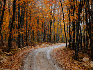 trail of yellow leaves autumn forest nature fresh air tall trees