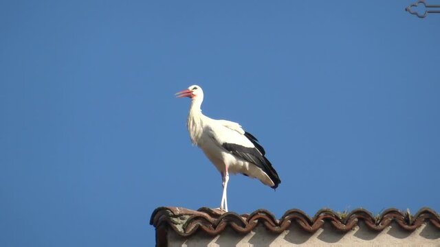 Cicogna