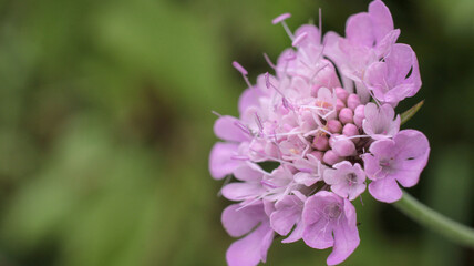 natural magenta Scabiosa columbaria flower photo