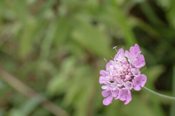natural magenta Scabiosa columbaria flower photo