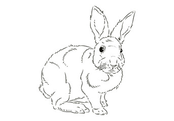 Easter. Linear rabbit image. Vector image, isolated. Coloring for children.