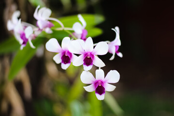 White orchids with purple striped blooming in nature garden  background