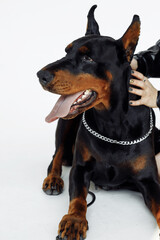 Photo portrait of domestic doberman laying on floor wearing silver chains on white background