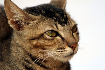 a cat looking their food for eat