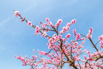 岡山の桃畑　桃の花