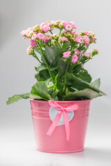 pink kalanchoe in pink flowerpot