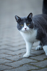 Domesticcat on a pavement