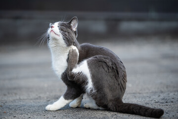 Cute cat sitting on a terrace and scratches with his back paw  - 424124560