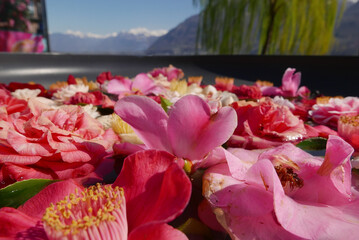 camellia flower background