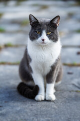 Cute cat sitting on a terrace