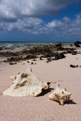 Obraz na płótnie Canvas Shells on the beach. Seascape.