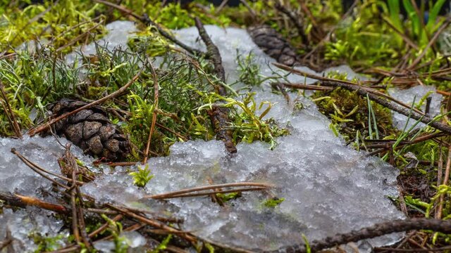Macro time-lapse shot of shiny melting snow particles turning into liquid water and unveiling green grass and moss. Change of season from winter to spring in the forest.