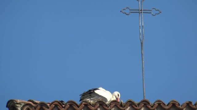 Cicogna