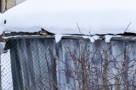 squirrel in winter on garge