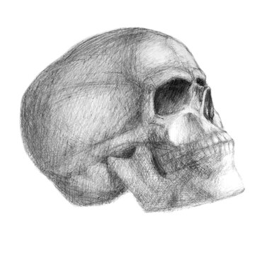 Human skull drawn with a graphical pencil on white paper