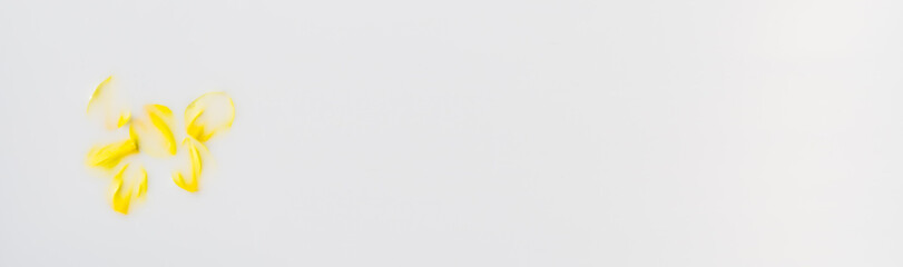 Yellow leaves in a white horizontal milky background