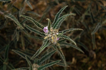Hierba del negro (Sphaeralcea angustifolia) 