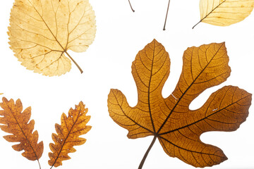 Tipos de hojas sobre mesa de luz, Higuera, Roble