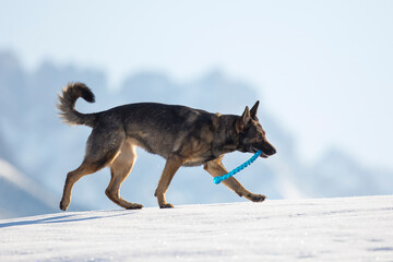Plakat Schäferhund mit Spielzeug auf der schneebedeckten Wiese, Österreich