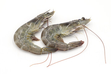 Fresh shrimp isolated on white background seafood tiger prawn