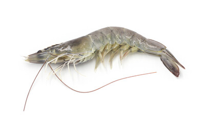 Fresh shrimp isolated on white background seafood tiger prawn