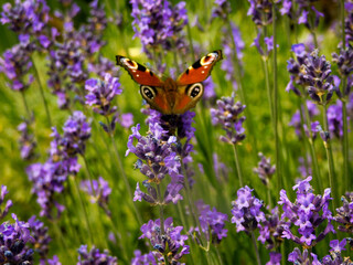 butterfly on lavender