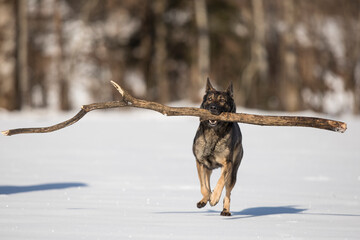 Schäferhund beim Spielen mit großem Ast auf schneebedeckter Wiese, Österreich