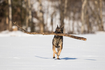 Schäferhund beim Spielen mit großem Ast auf der schneebedeckten Wiese, Österreich