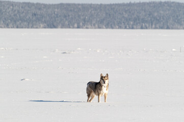 Fototapeta na wymiar winter landscape with a dog in the snow