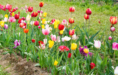 A series of tulips of various colors at a botanical reserve. Perfect shot for spring, tulips, growth, botany.