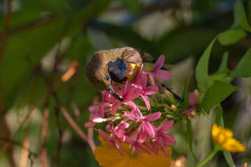 Olive backed Sunbird sucking sweet nectar on flower.