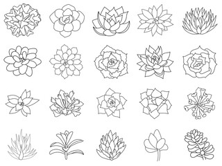 Hand drawn set succulent in style outline doodle. Graphics sketch home desert flower. Vector illustration, isolated black elements on a white background.