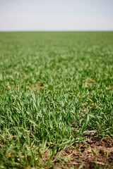 Green wheat Field In Early Spring. Agricultural Background. rural landscape